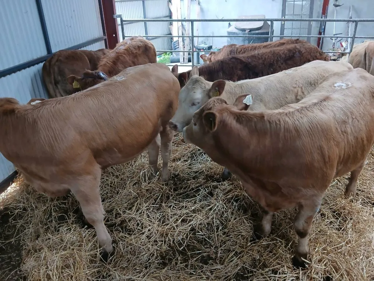 10 smashing Heifer's for sale - Image 2