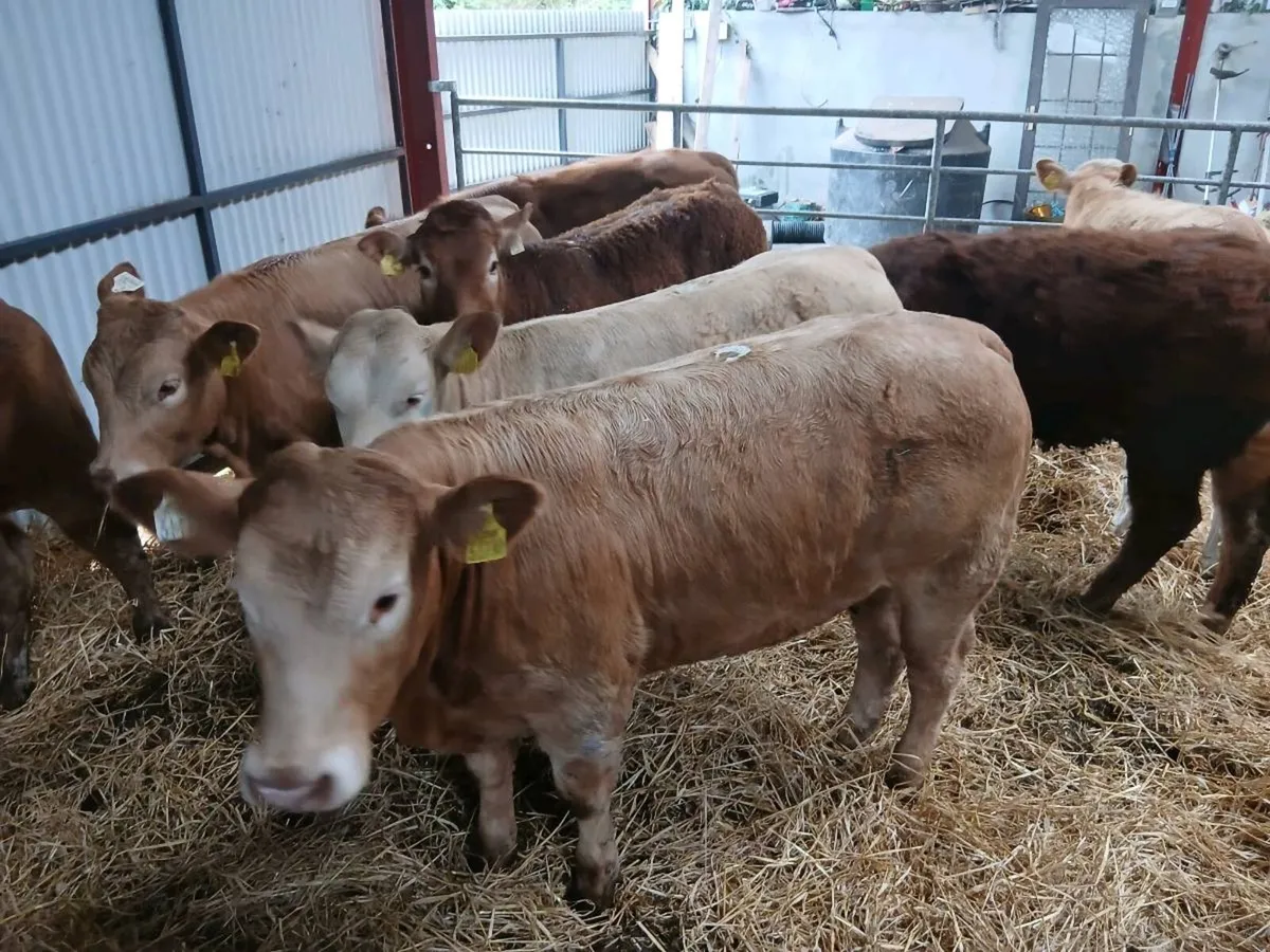 10 smashing Heifer's for sale - Image 3