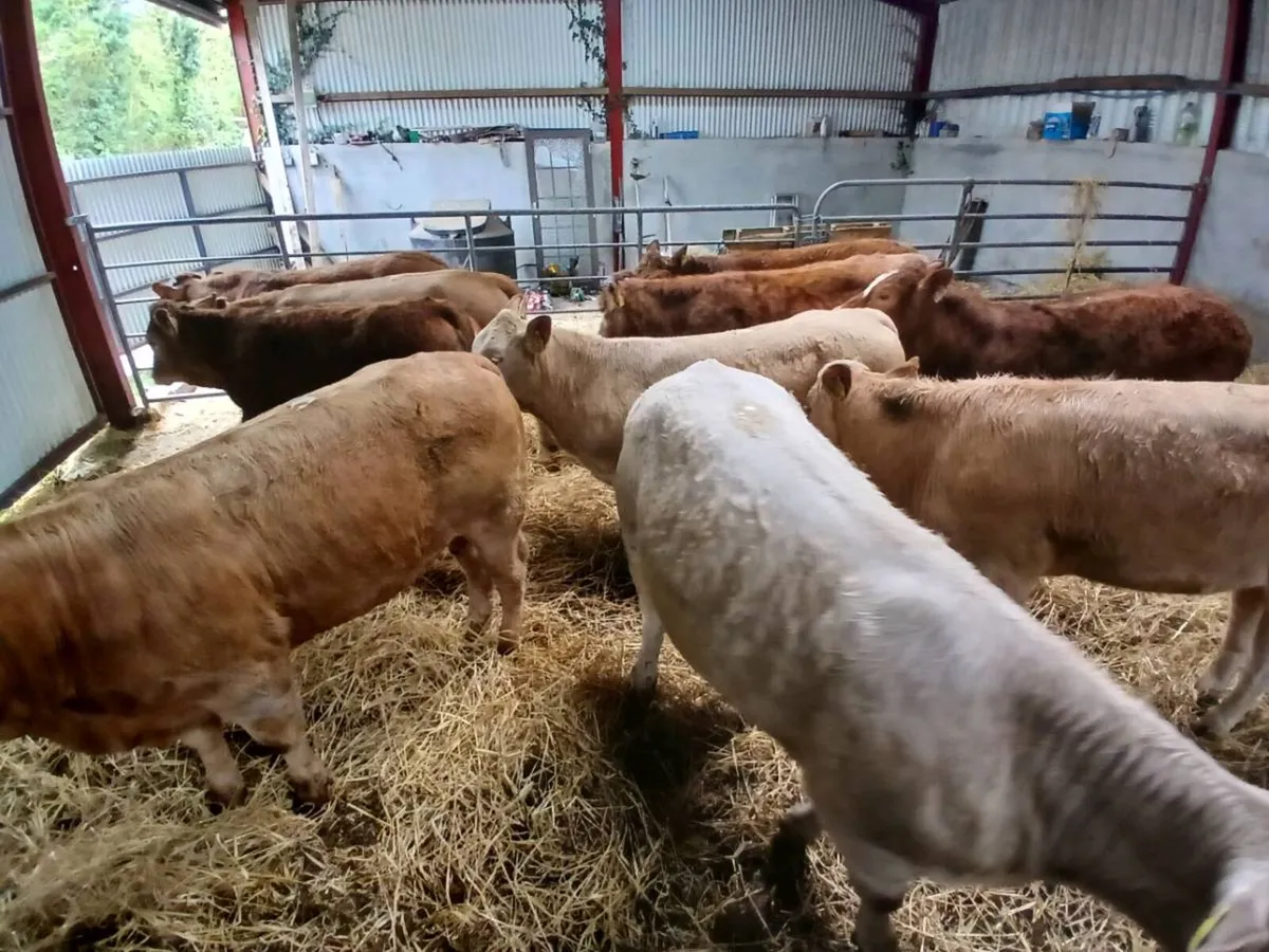 10 smashing Heifer's for sale - Image 1