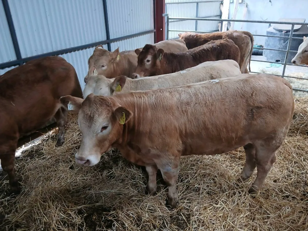 10 smashing Heifer's for sale - Image 4