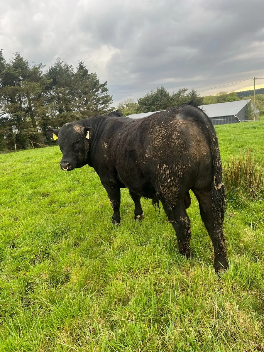 Angus bulls - Image 1