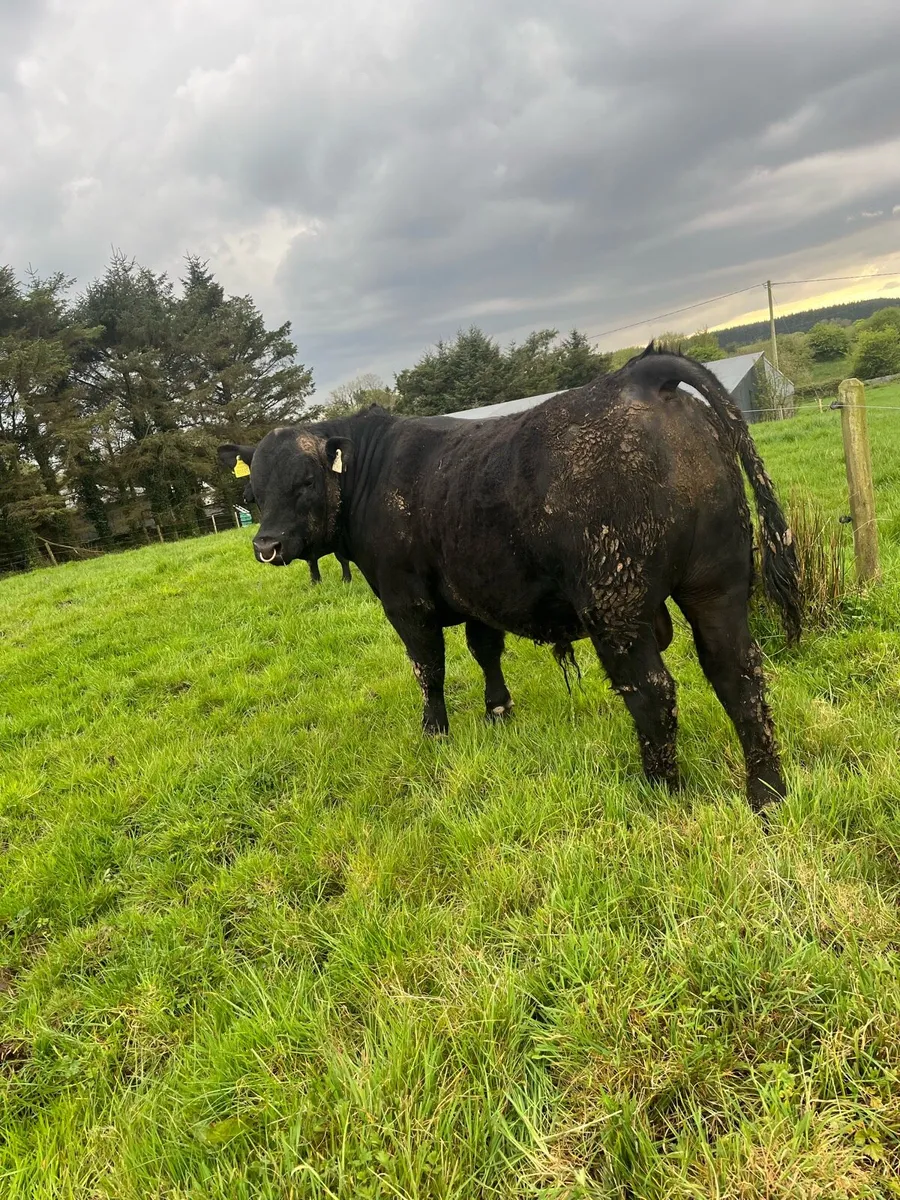 Angus bulls - Image 2