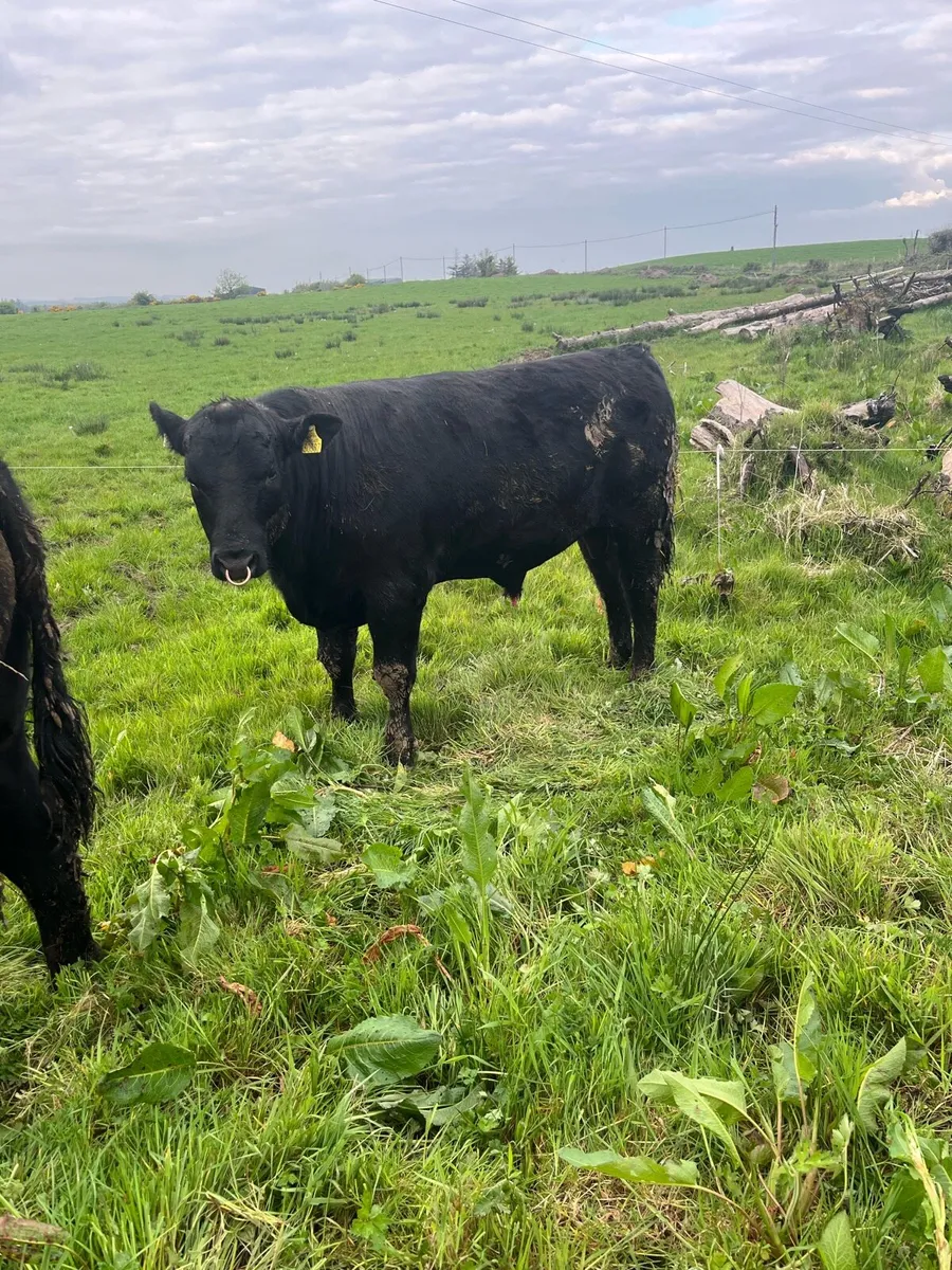 Angus bulls - Image 3