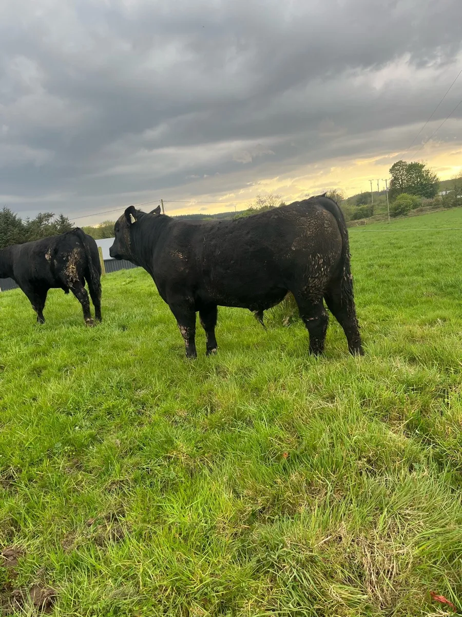 Angus bulls - Image 4