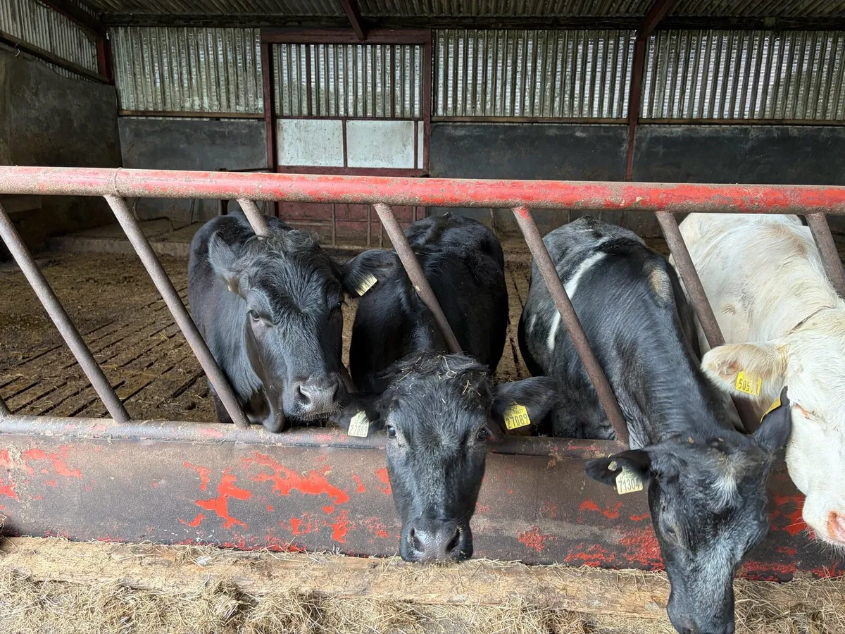Recipient heifers - Image 1