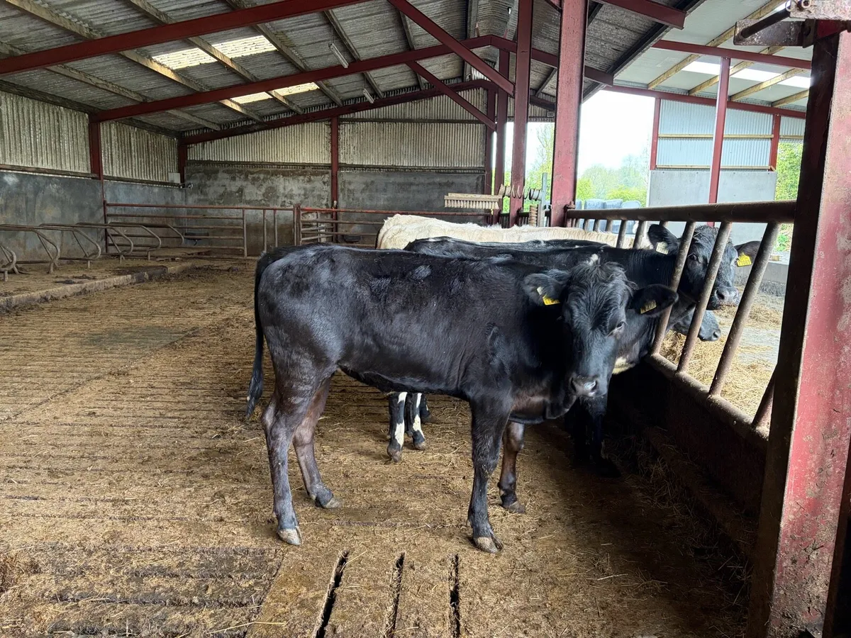 Recipient heifers - Image 2