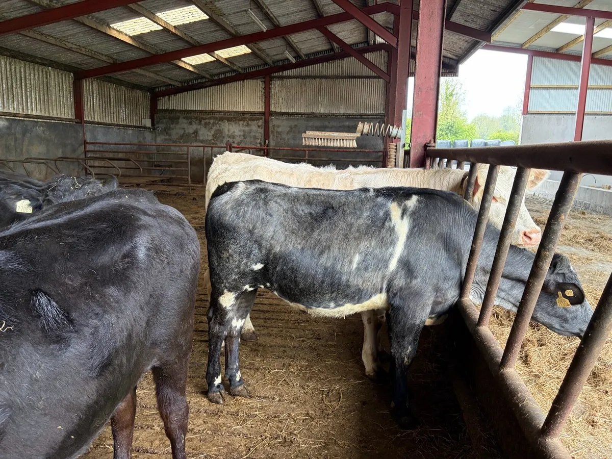 Recipient heifers - Image 3