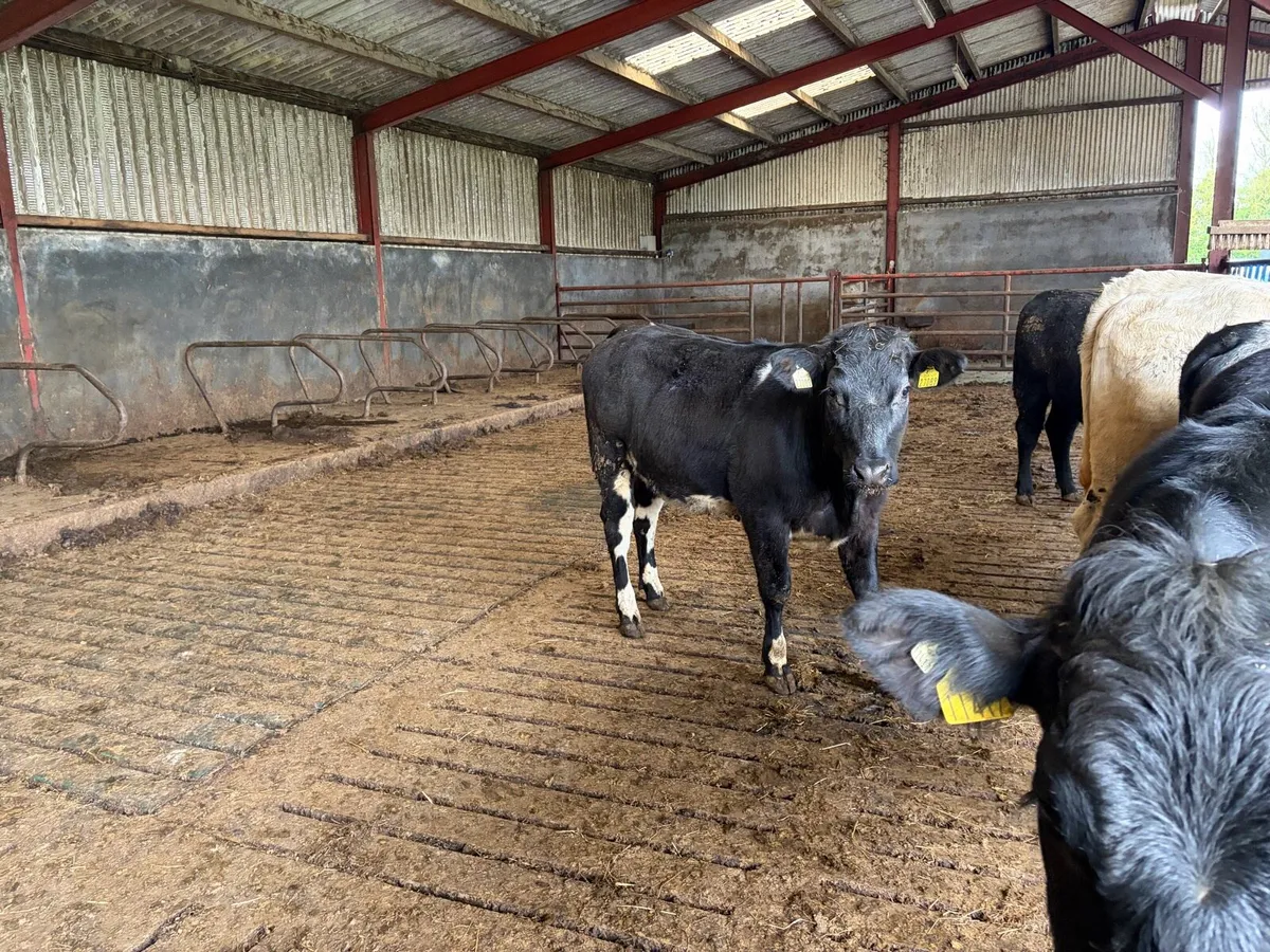 Recipient heifers - Image 4