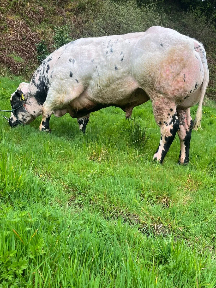Pure Bred Belgian Blue Bull for sale - Image 2