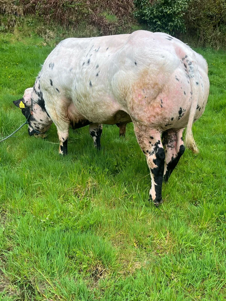 Pure Bred Belgian Blue Bull for sale - Image 1
