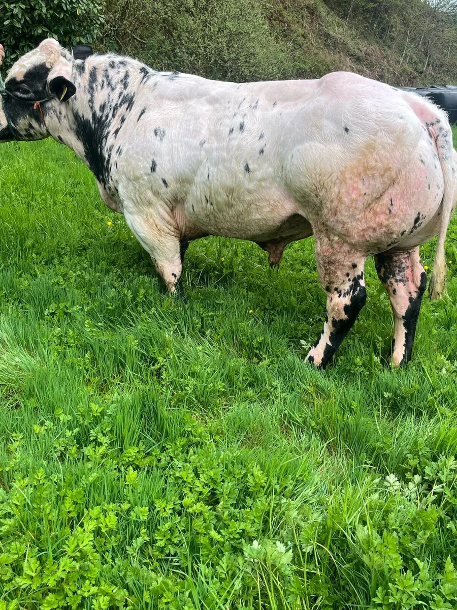 Pure Bred Belgian Blue Bull for sale - Image 4