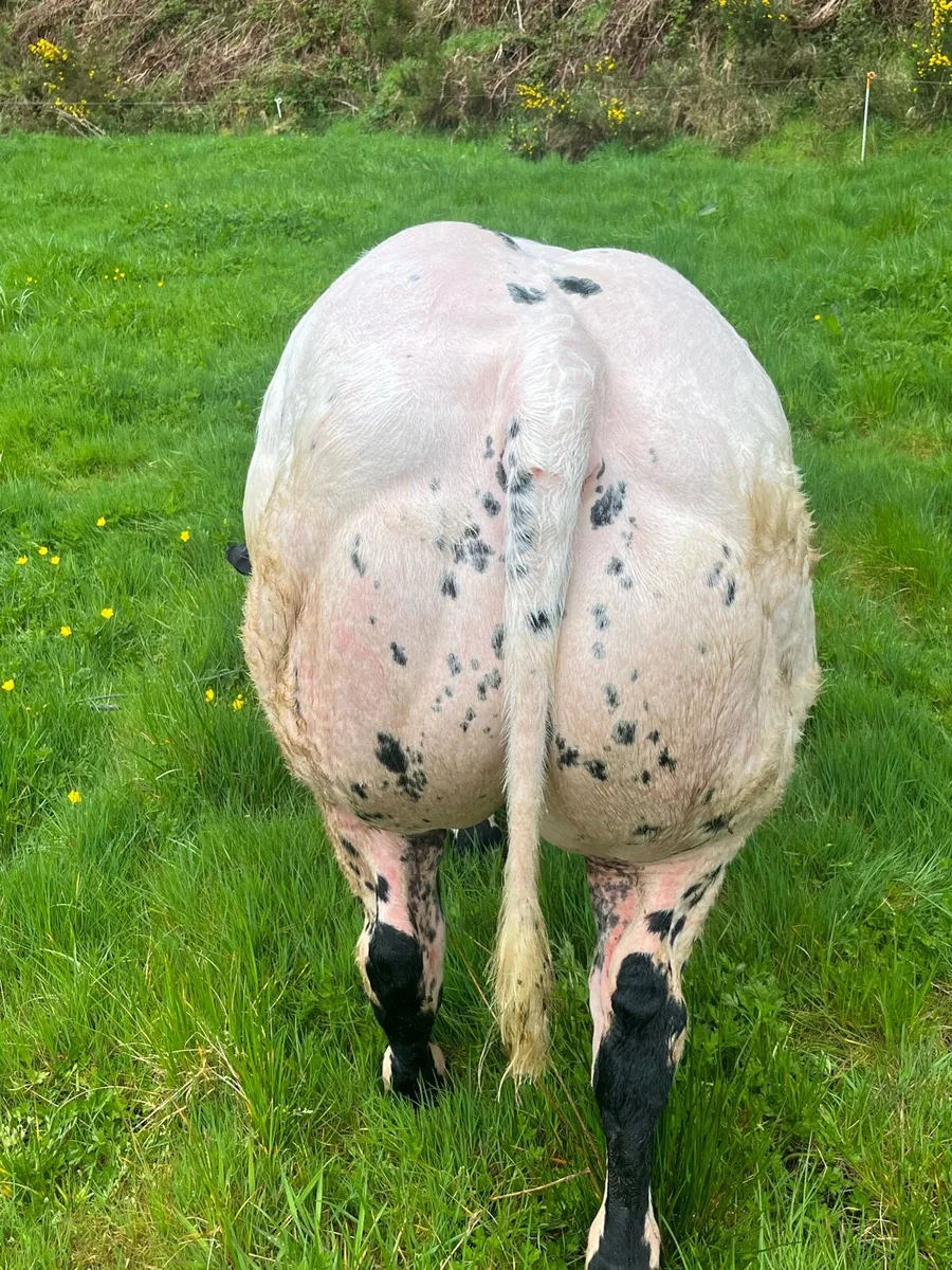 Pure Bred Belgian Blue Bull for sale - Image 3