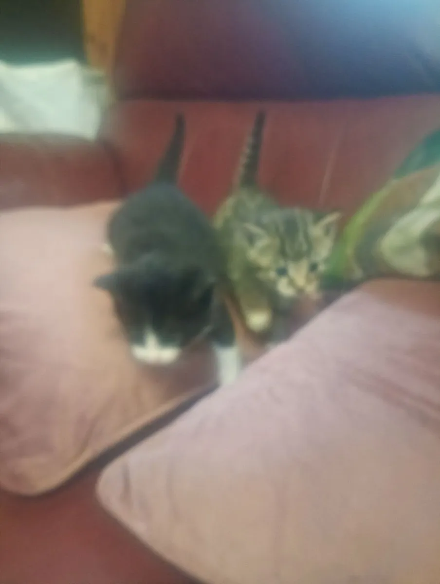 Kittens - Image 2