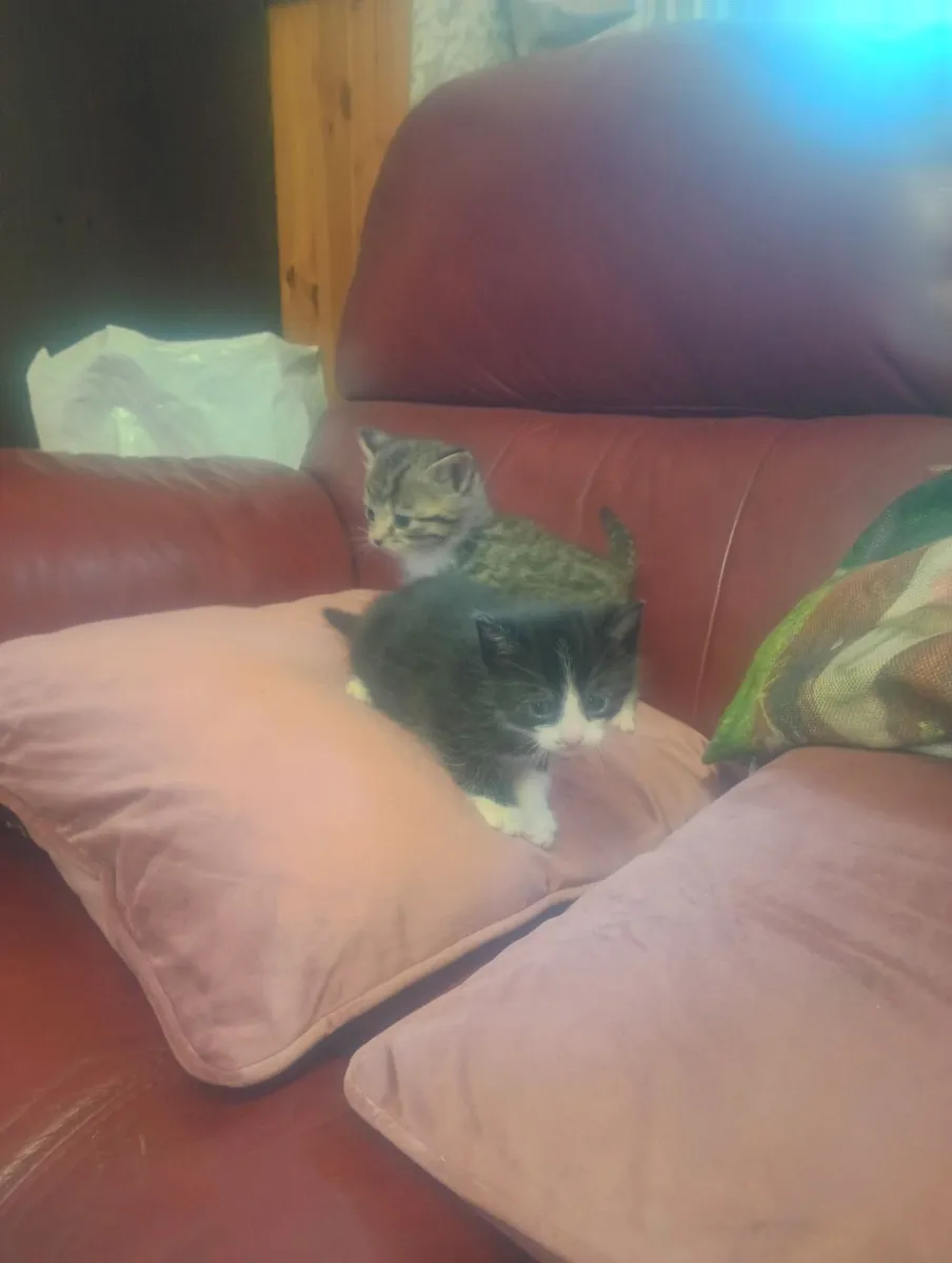 Kittens - Image 1