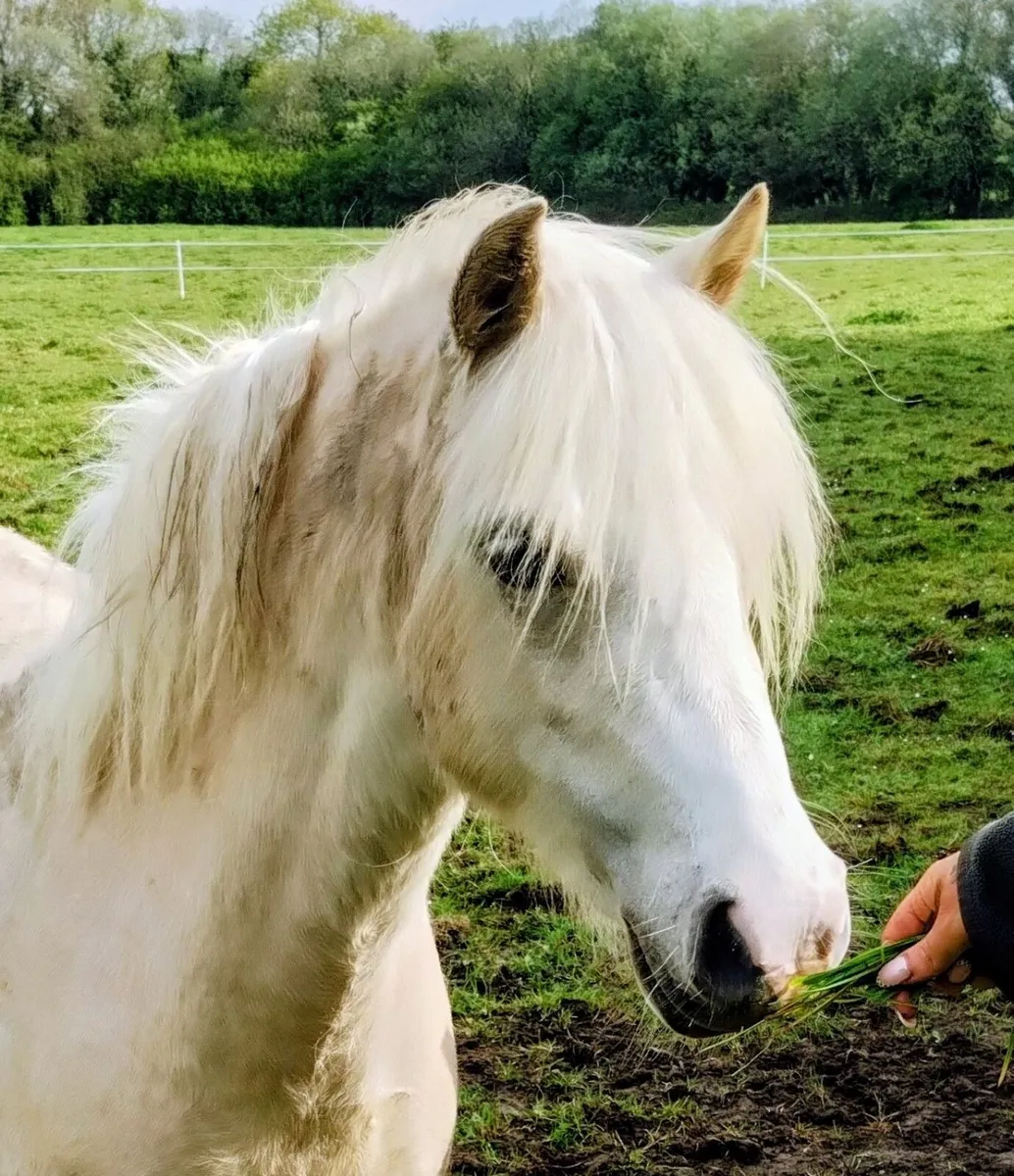 Welsh section A palomino pony - Image 3
