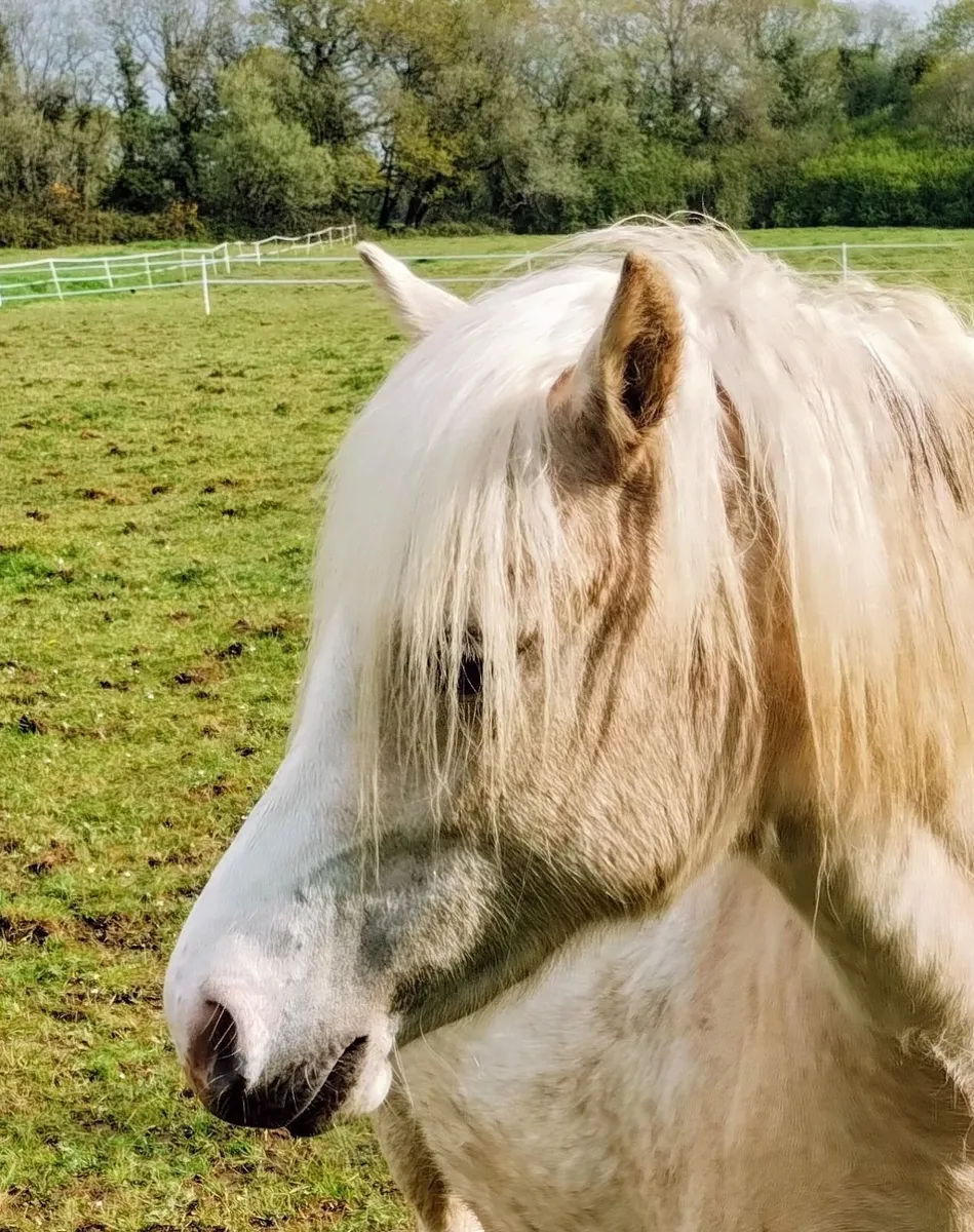 Welsh section A palomino pony - Image 4