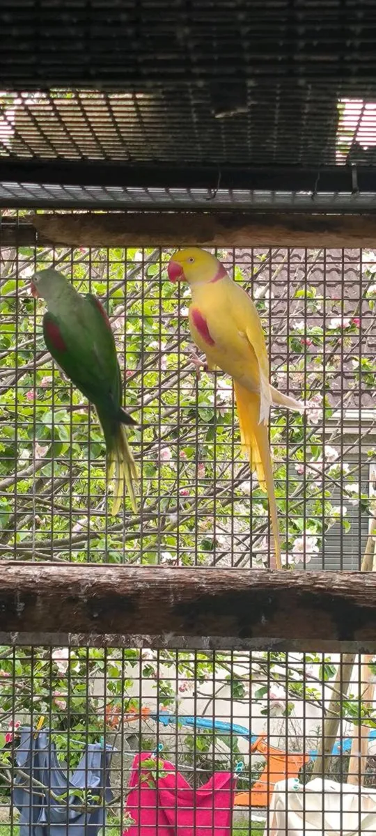 Alexandrine Pair - Image 1