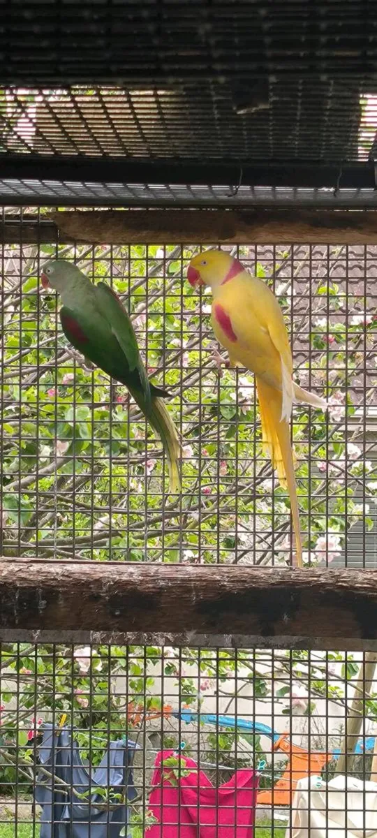 Alexandrine Pair - Image 2