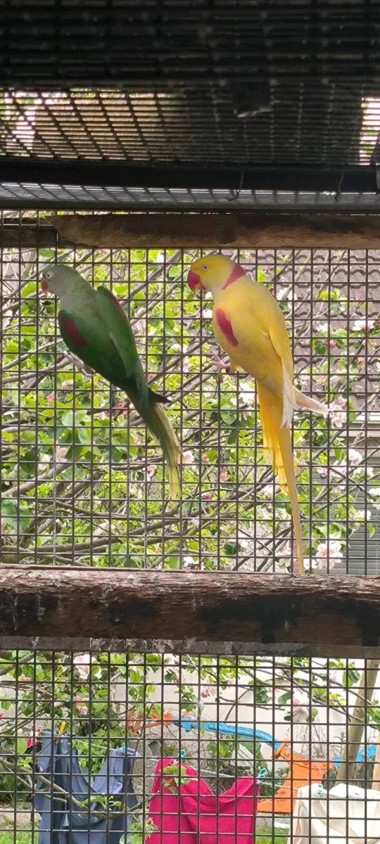 Alexandrine Pair - Image 3