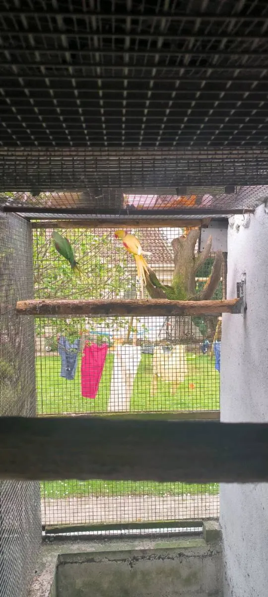 Alexandrine Pair - Image 4