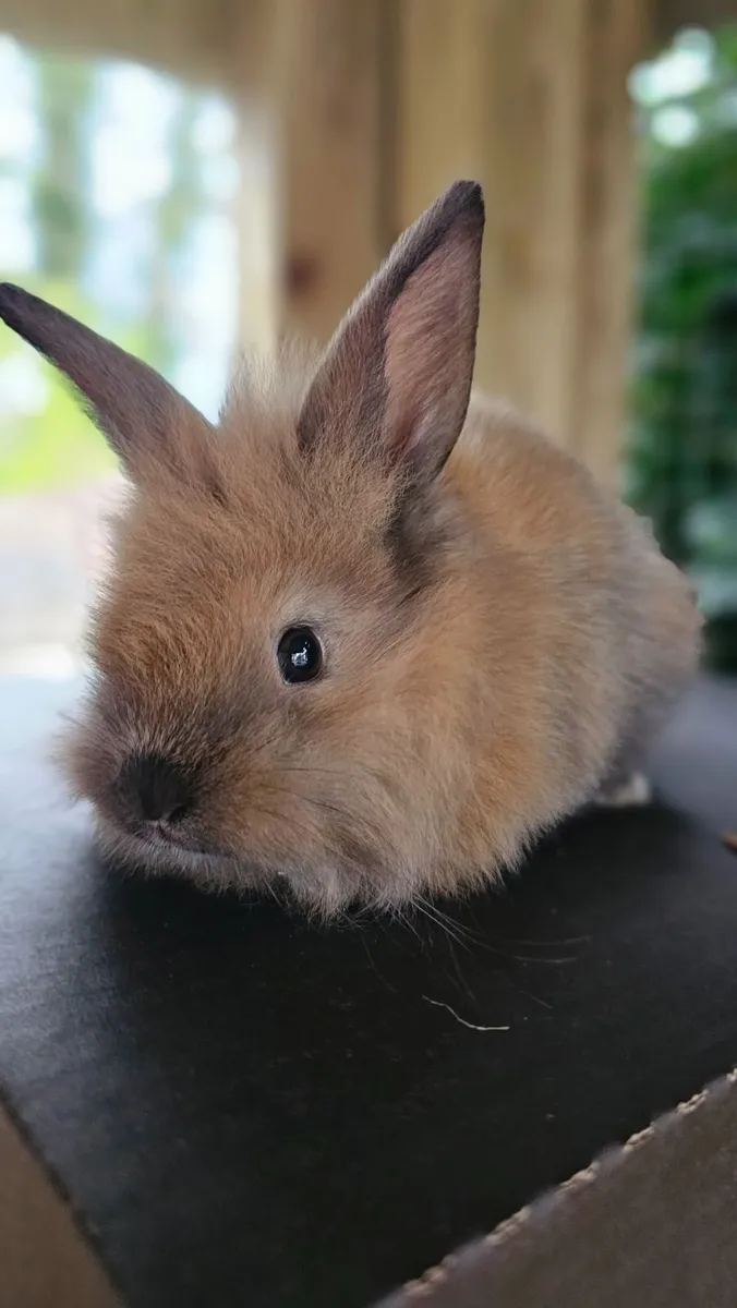 7 baby rabbits - Image 2