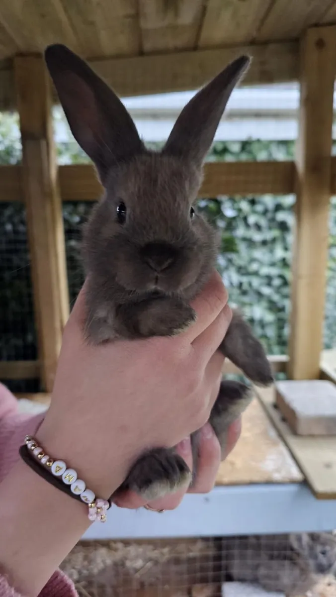 7 baby rabbits - Image 1