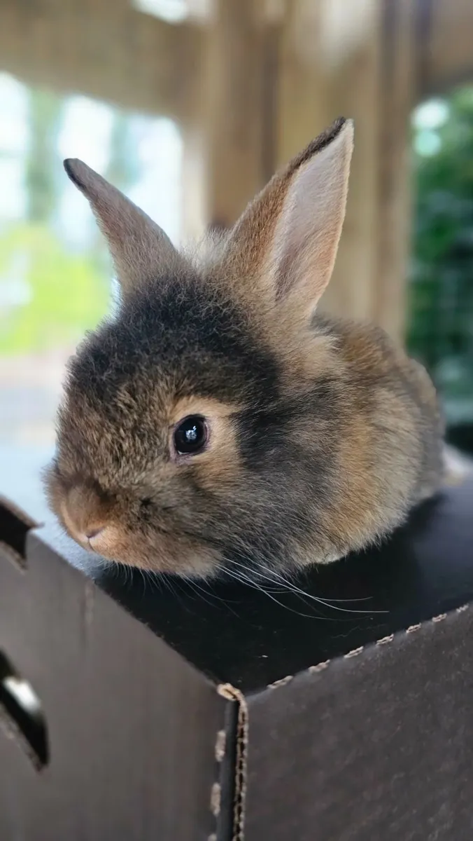 7 baby rabbits - Image 3