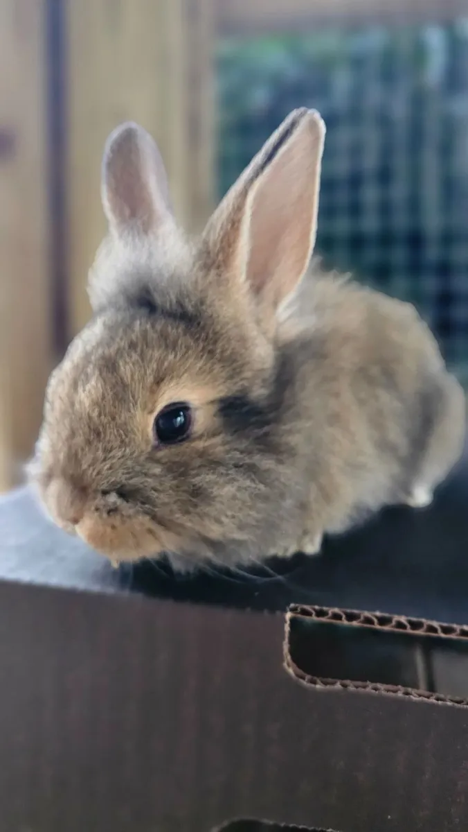 7 baby rabbits - Image 4