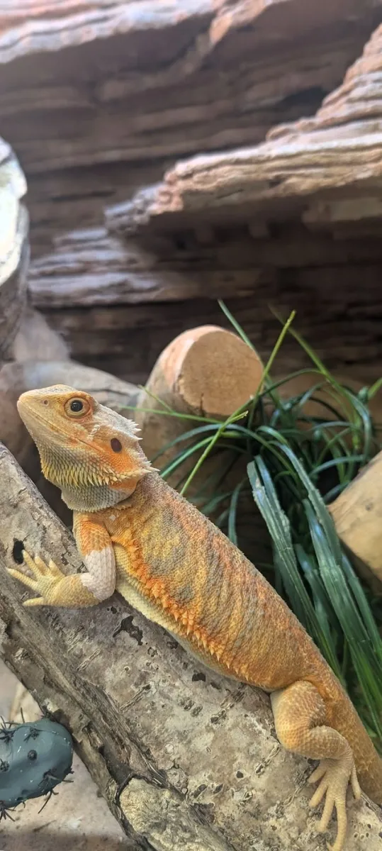 Bearded Dragon and Custom Tank - Image 3
