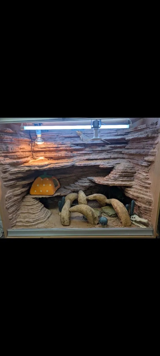 Bearded Dragon and Custom Tank - Image 1