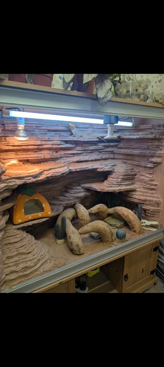 Bearded Dragon and Custom Tank - Image 2
