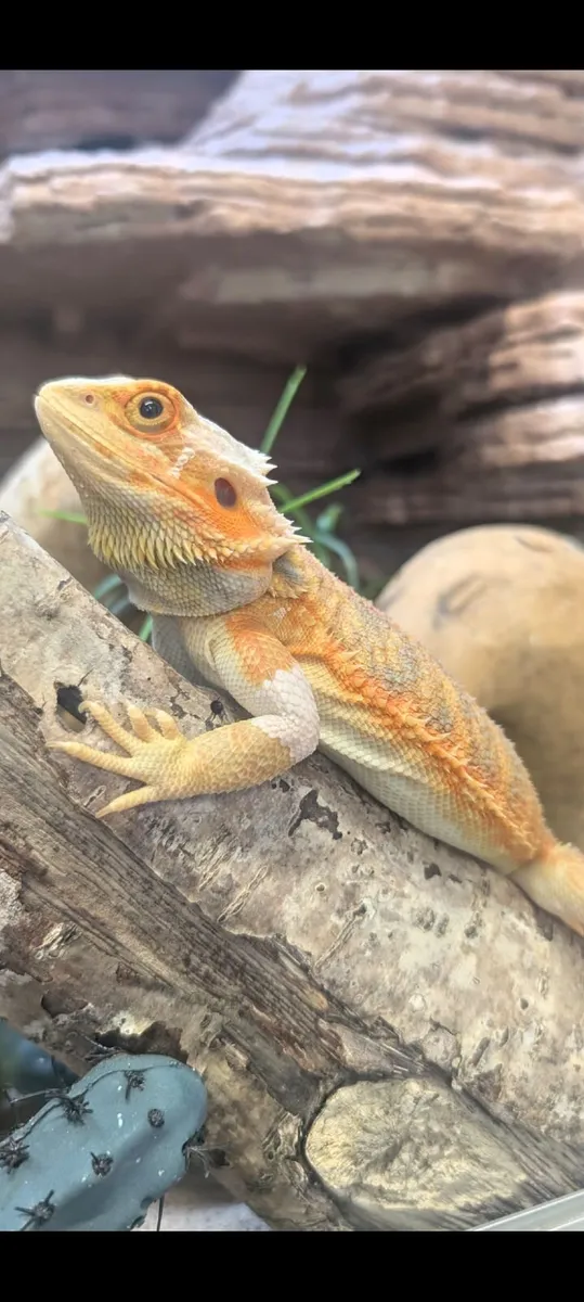 Bearded Dragon and Custom Tank - Image 4
