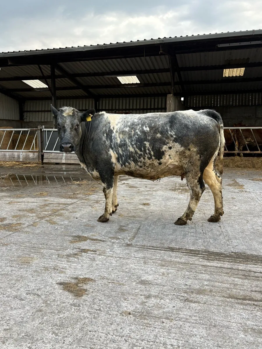Super 5 star Belgian Blue springer - Image 1