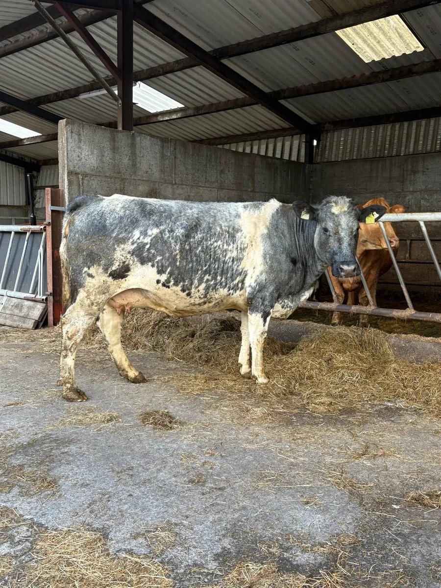 Super 5 star Belgian Blue springer - Image 2