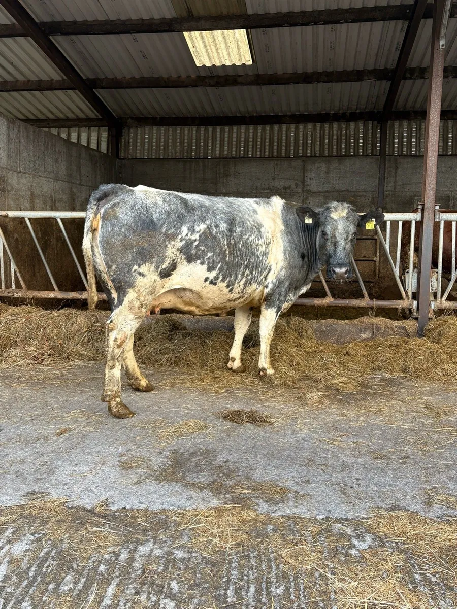 Super 5 star Belgian Blue springer - Image 3