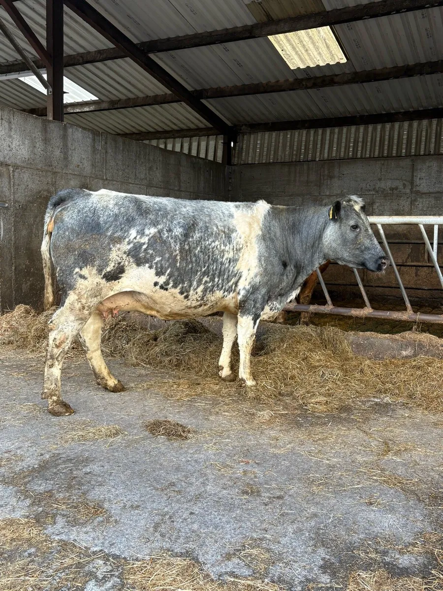 Super 5 star Belgian Blue springer - Image 4