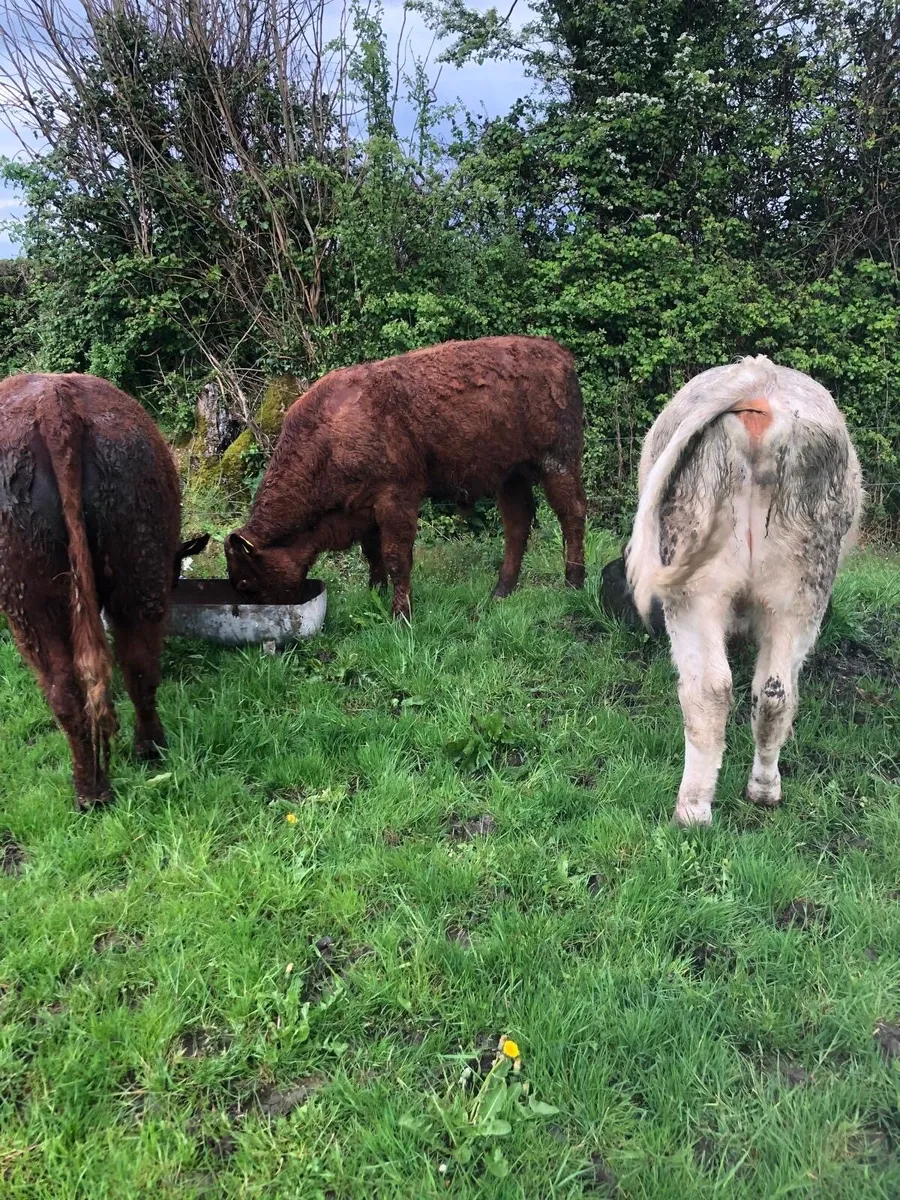 Weanling Bulls
