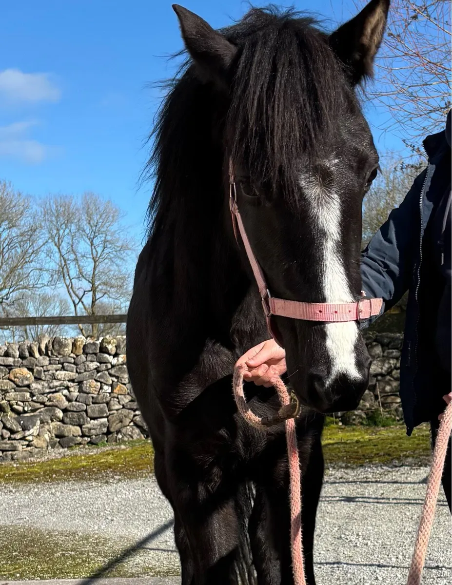 CLASSY 138cm QUALITY YOUNG FILLY - Image 1