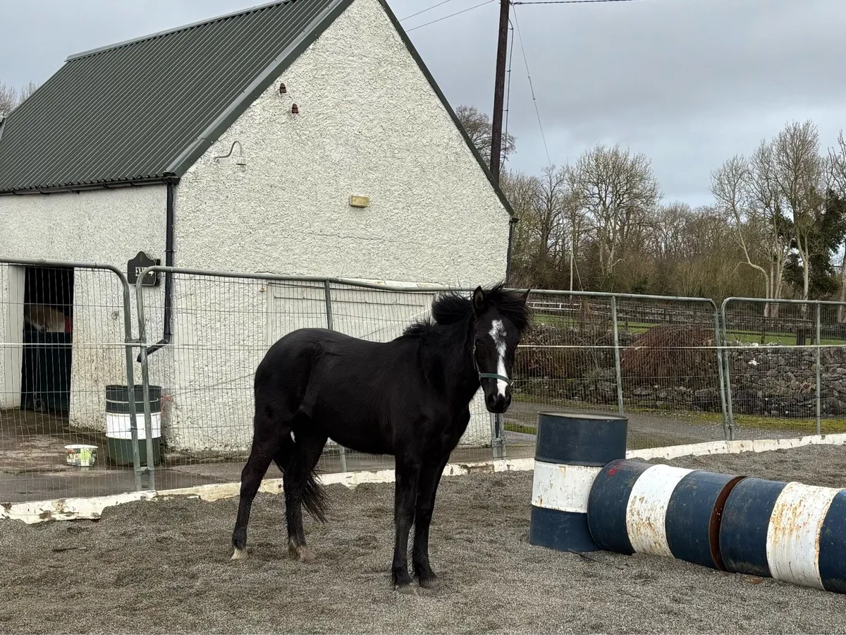 CLASSY 138cm QUALITY YOUNG FILLY - Image 4