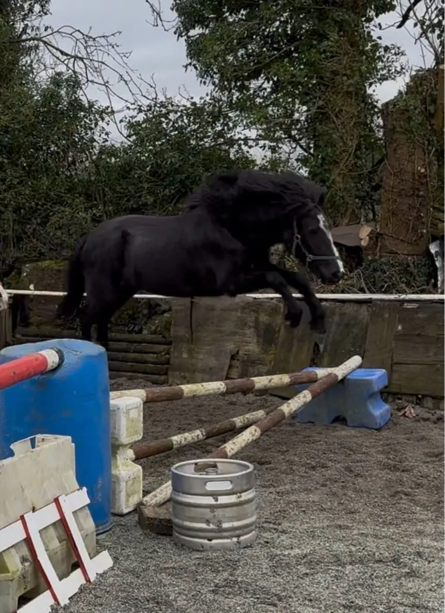 CLASSY 138cm QUALITY YOUNG FILLY - Image 2