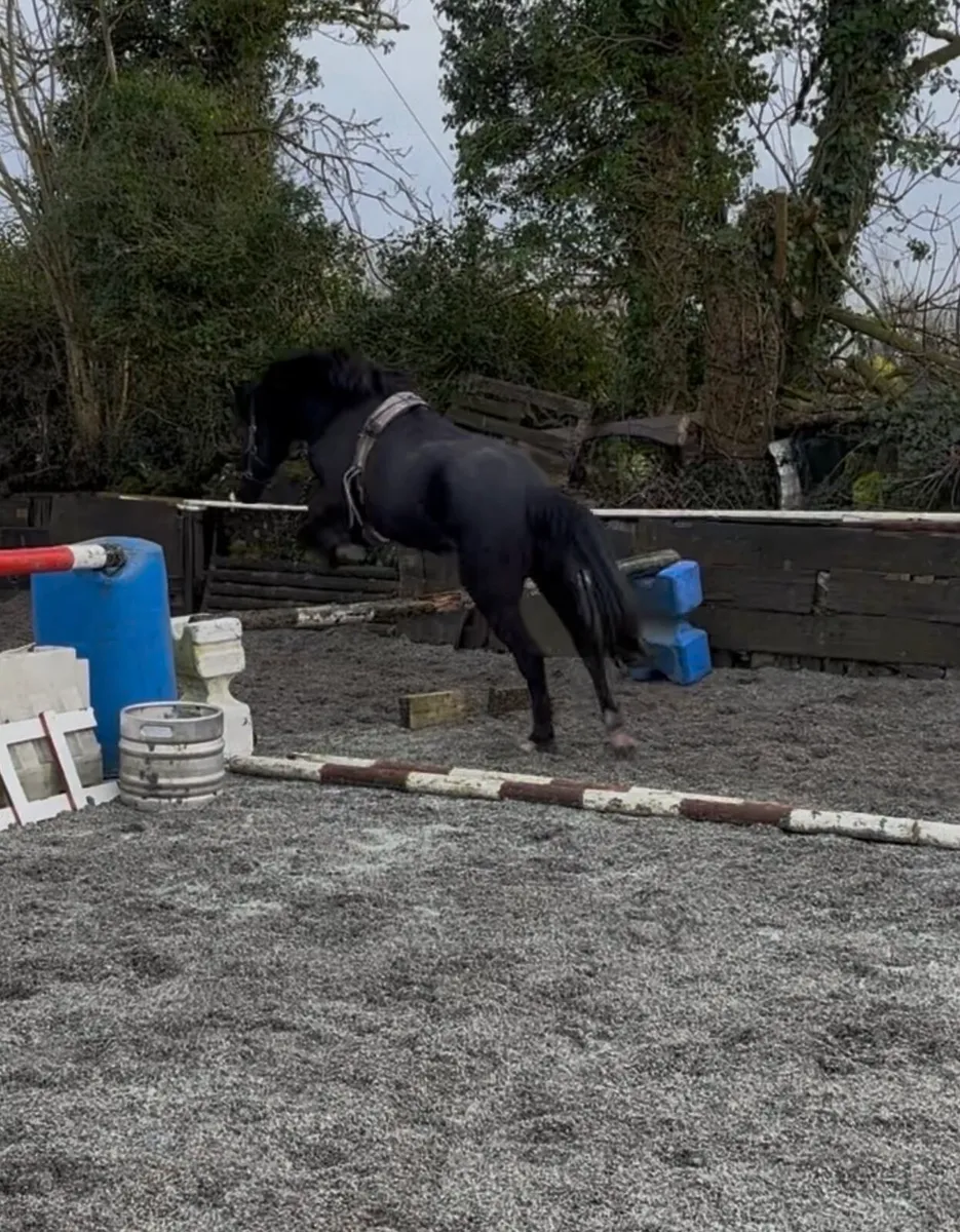CLASSY 138cm QUALITY YOUNG FILLY - Image 3