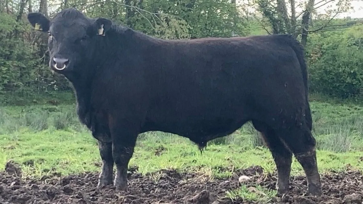 AA Bulls - Image 1