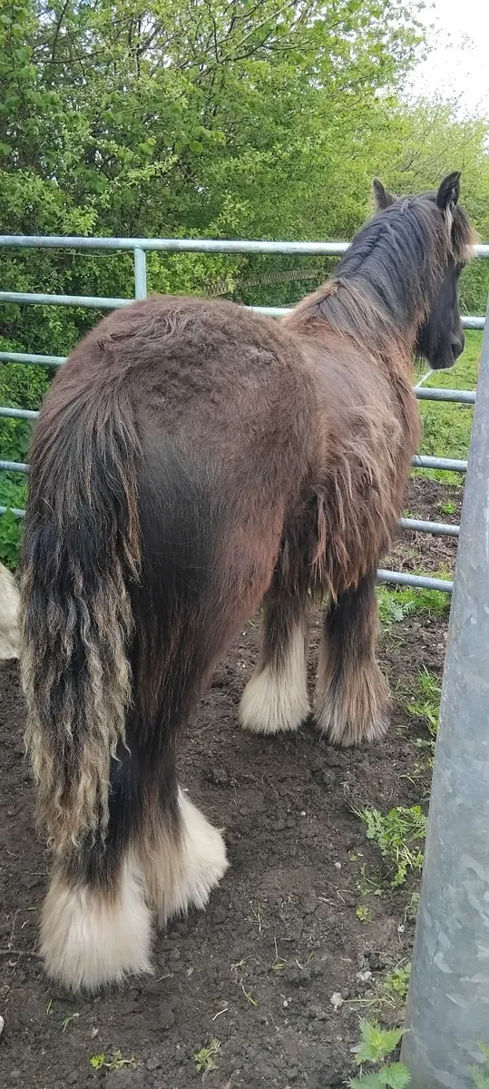 Horse - Image 3