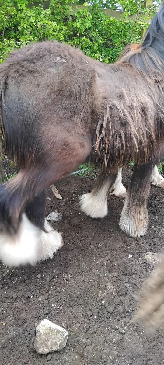 Horse - Image 4
