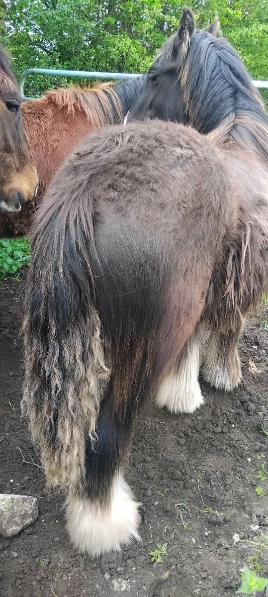 Horse - Image 1