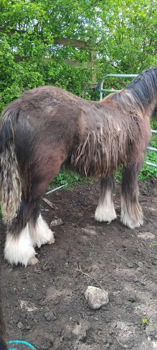 Horse - Image 2