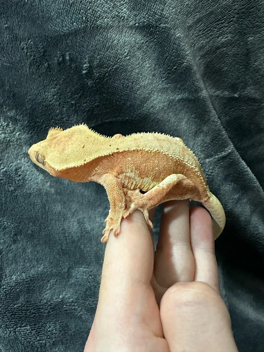 Crested gecko - Image 1