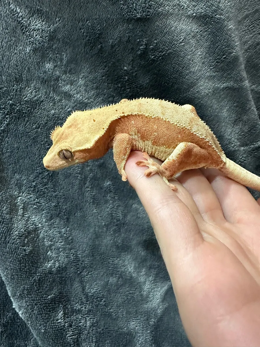 Crested gecko - Image 2