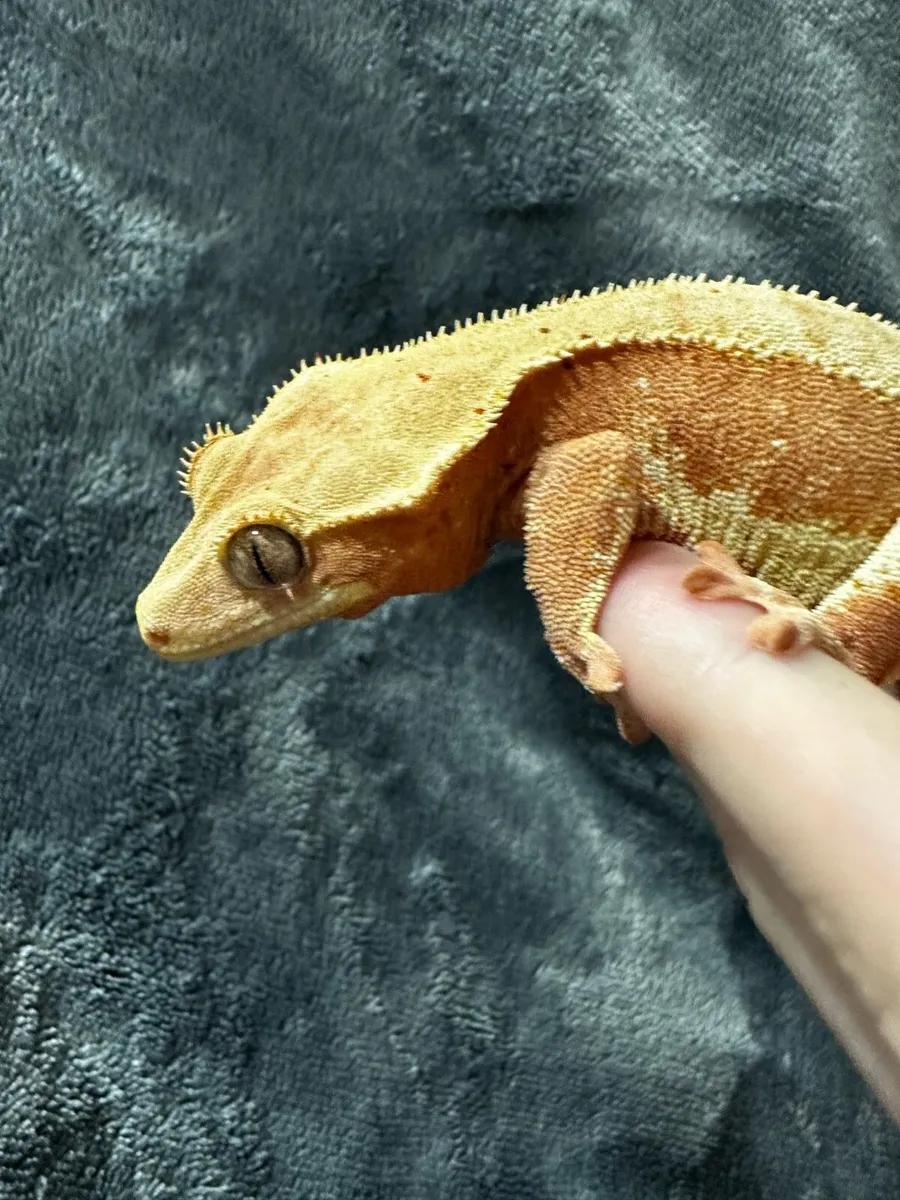 Crested gecko - Image 3