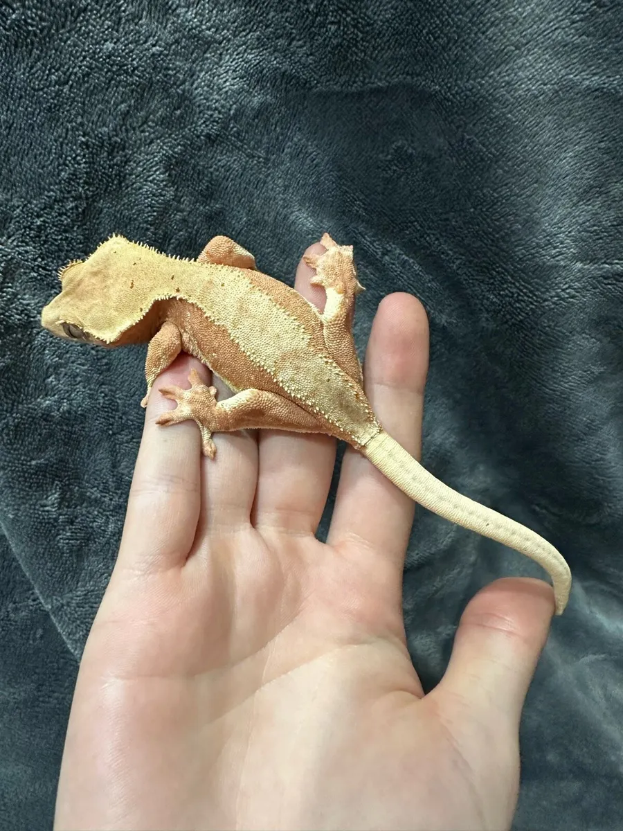 Crested gecko - Image 4